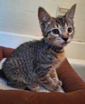 Rescue Domestic Short Hair Cats for Adoption in Baltimore, Maryland - Keeley (Sadie