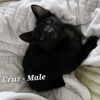 Cruz -  Domestic Short Hair Cat for Adoption in Bentonville, Arkansas - Cruz | PetCurious