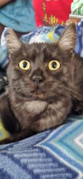 Domestic Short Hair Cats Available for Adoption - Secret | PetCurious
