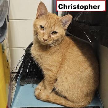 Christopher -  Domestic Short Hair Cat for Adoption in Zimmerman, Minnesota - Christopher | PetCurious