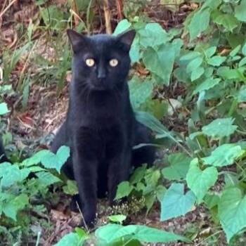 Dobbie -  Bombay Cat for Adoption in Lenexa, Kansas - Dobbie | PetCurious