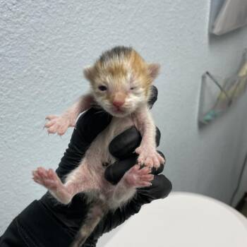 Pina Colada -  Domestic Short Hair Cat for Adoption in Riverside, California - Pina Colada | PetCurious