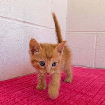 Domestic Short Hair Cats Available for Adoption in Evensville, Tennessee - Pudding | PetCurious