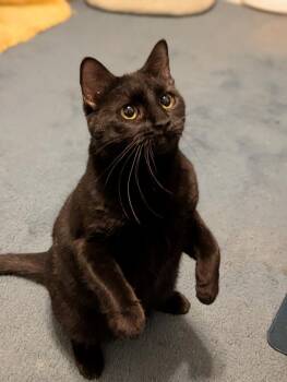 Domestic Short Hair Cats Available for Adoption in Dallas, Texas - Mom Jeans 2206 | PetCurious