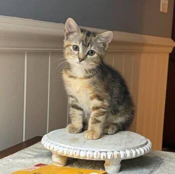 Luna -  Domestic Short Hair Cat for Adoption in Snow Hill, North Carolina - Luna | PetCurious