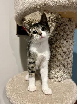 Domestic Short Hair Cats Available for Adoption in Emerald Isle, North Carolina - Mecha | PetCurious