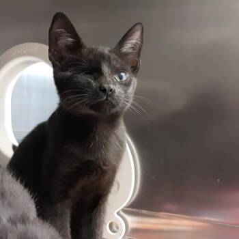 1 Eyed Willie -  Domestic Short Hair Cat for Adoption in Spokane, Washington - 1 Eyed Willie | PetCurious