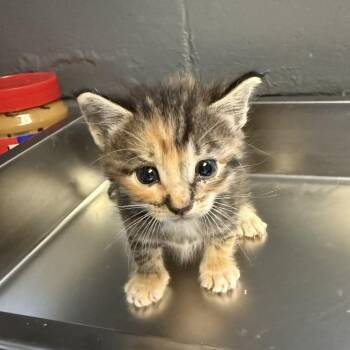 TUSC-Stray-85648 -  Domestic Short Hair Cat for Adoption in Tuscaloosa, Alabama - TUSC-Stray-85648 | PetCurious