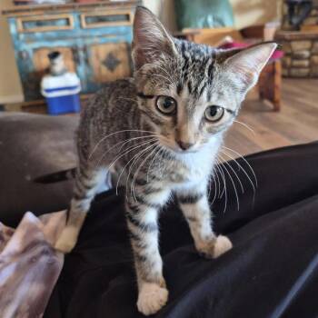 Olivia -  Domestic Short Hair Cat for Adoption in Prescott, Arizona - Olivia | PetCurious
