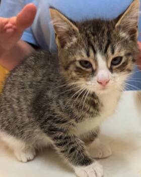 NITRO -  Domestic Short Hair Cat for Adoption in Elizabethton, Tennessee - NITRO | PetCurious