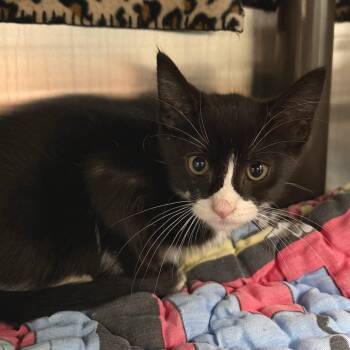 Zonks -  Domestic Short Hair Cat for Adoption in Las Vegas, Nevada - Zonks | PetCurious