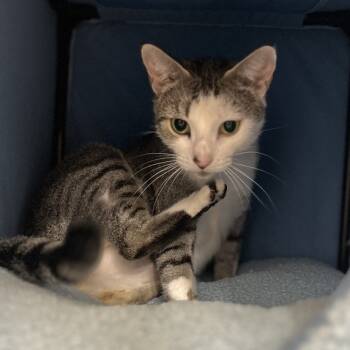 Rescue Domestic Short Hair Cats for Adoption in Cumming, Georgia - Little Debbie | PetCurious