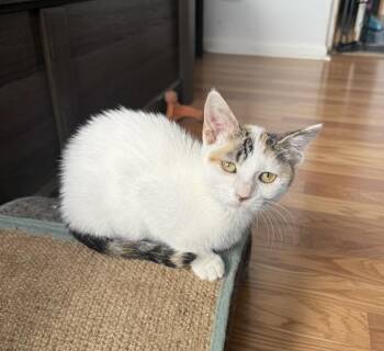 Calico and Domestic Short Hair Cats Available for Adoption - Vanilla | PetCurious