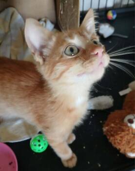Fanta -  Domestic Short Hair Cat for Adoption in Alafaya, Florida - Fanta | PetCurious