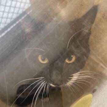 Litten -  Domestic Short Hair Cat for Adoption in Philadelphia, Pennsylvania - Litten | PetCurious