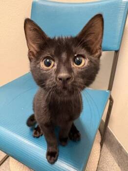 Sansa -  Domestic Short Hair Cat for Adoption in Fort Collins, Colorado - Sansa | PetCurious