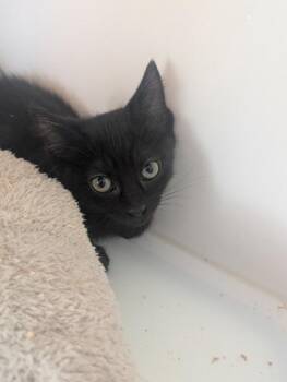 Amber -  Domestic Short Hair Cat Available for Adoption in Divide, Colorado - Amber | PetCurious
