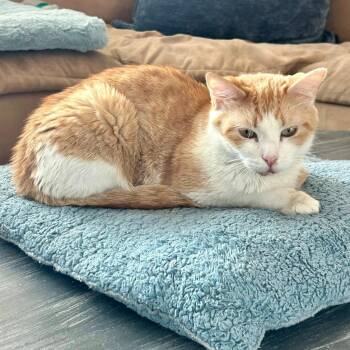 Domestic Short Hair Cats Available for Adoption in San Tan Valley, Arizona - Sally (Bonded With Gillie)  | PetCurious