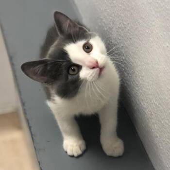 Thor -  Domestic Short Hair Cat Available for Adoption in Janesville, Wisconsin - Thor | PetCurious
