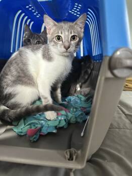 Rescue American Shorthair Cats for Adoption in Albany, Wisconsin - Lila 2 | PetCurious