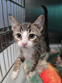 Springer -  Domestic Medium Hair Cat for Adoption in Wellington, Kansas - Springer | PetCurious