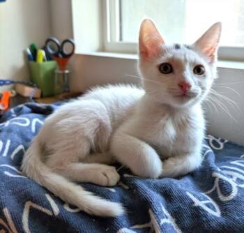 HAWK -  Domestic Short Hair Cat for Adoption in Burbank, California - HAWK | PetCurious