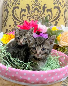 Domestic Short Hair Cats Available for Adoption in Murray, Kentucky - Yen | PetCurious
