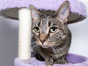 MISHA -  Domestic Short Hair Cat for Adoption in Fort Lauderdale, Florida - MISHA | PetCurious