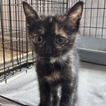 Jade -  American Shorthair Cat for Adoption in Bethel, Connecticut - Jade | PetCurious