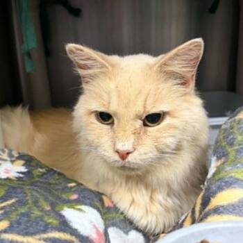 Bob -  Domestic Medium Hair Cat for Adoption in Marion, Virginia - Bob | PetCurious