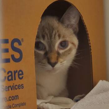 Sierra Mist -  Domestic Short Hair Cat for Adoption - Sierra Mist | PetCurious