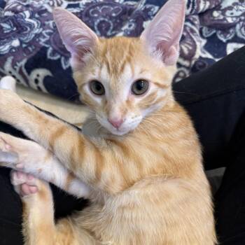 Cheddar -  Domestic Short Hair Cat for Adoption in Tallahassee, Florida - Cheddar | PetCurious
