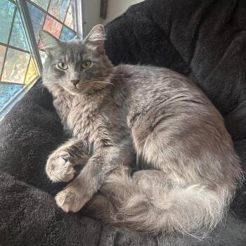 Bruno Romero -  Domestic Medium Hair Cat for Adoption in Merrifield, Virginia - Bruno Romero | PetCurious