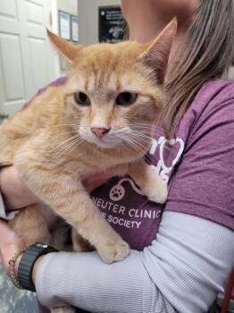 Domestic Short Hair Cats Available for Adoption - Dorothy | PetCurious