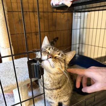 Caddie -  Domestic Short Hair Cat for Adoption in Yorktown, Indiana - Caddie | PetCurious