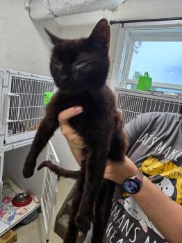 Ivy -  Domestic Short Hair Cat for Adoption in Camden, Tennessee - Ivy | PetCurious