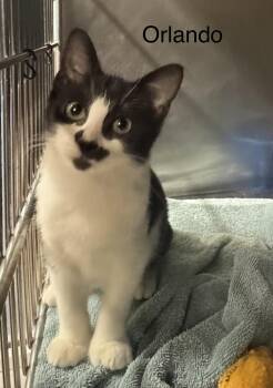 Orlando -  Domestic Short Hair Cat for Adoption in Ulster, Pennsylvania - Orlando | PetCurious