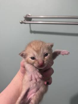 Domestic Short Hair Cats Available for Adoption in Dayton, Minnesota - Regina | PetCurious