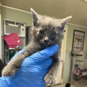 Spark Plug -  Domestic Short Hair Cat Available for Adoption in Mt. Juliet, Tennessee - Spark Plug | PetCurious