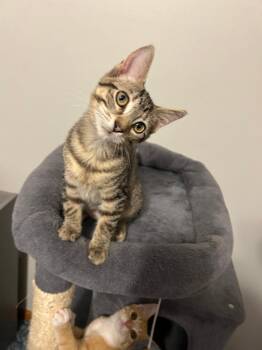 Rescue Domestic Short Hair Cats for Adoption in Mokena, Illinois - Jasper | PetCurious