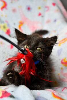 George Harrison -  Domestic Medium Hair and Domestic Short Hair Cat for Adoption in Yakima, Washington - George Harrison | PetCurious