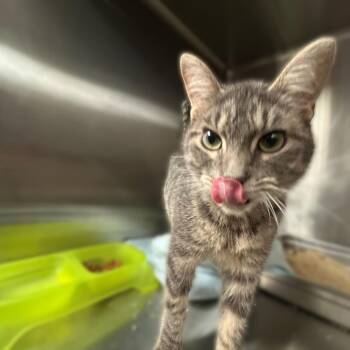 Hisses Get Kisses -  Domestic Short Hair Cat for Adoption in Davenport, Iowa - Hisses Get Kisses | PetCurious