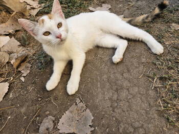 Rescue Domestic Short Hair Cats for Adoption in Dallas, Texas - Lechita (New Digs) | PetCurious