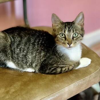 Domestic Short Hair Cats Available for Adoption in Philadelphia, Pennsylvania - Amber | PetCurious