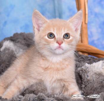 Domestic Short Hair Cats Available for Adoption in Pittsboro, North Carolina - Dewey | PetCurious