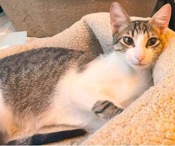 Rescue Calico Cats for Adoption in Boston, Massachusetts - Mo-Mo And Sugar | PetCurious