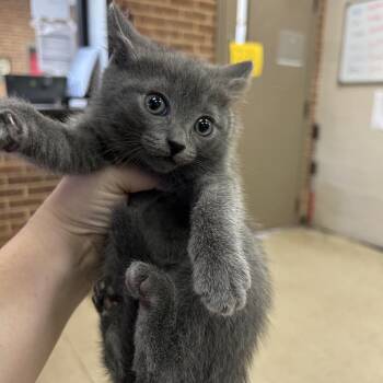 Domestic Short Hair Cats Available for Adoption in Birmingham, Alabama - Gracie | PetCurious