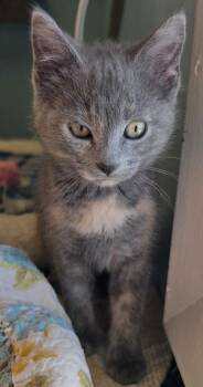 Yelena -  Dilute Tortoiseshell Cat for Adoption in Washburn, Wisconsin - Yelena | PetCurious