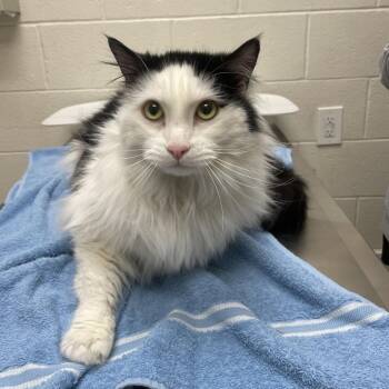 Domestic Long Hair Cats Available for Adoption in Murray, Utah - Fluffy | PetCurious