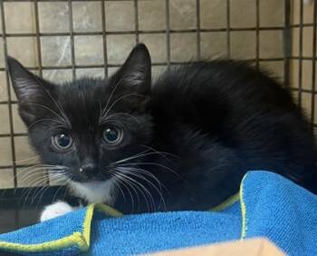 Neville -  Domestic Short Hair Cat for Adoption in Honolulu, Hawaii - Neville | PetCurious